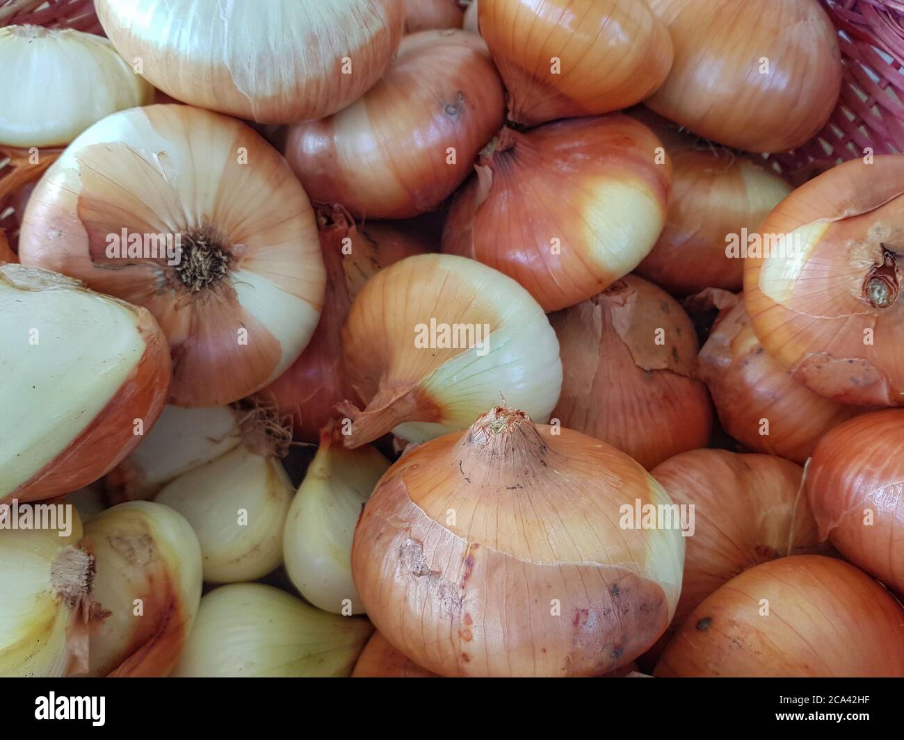 Cestino di cipolle biologiche appena raccolte Foto Stock