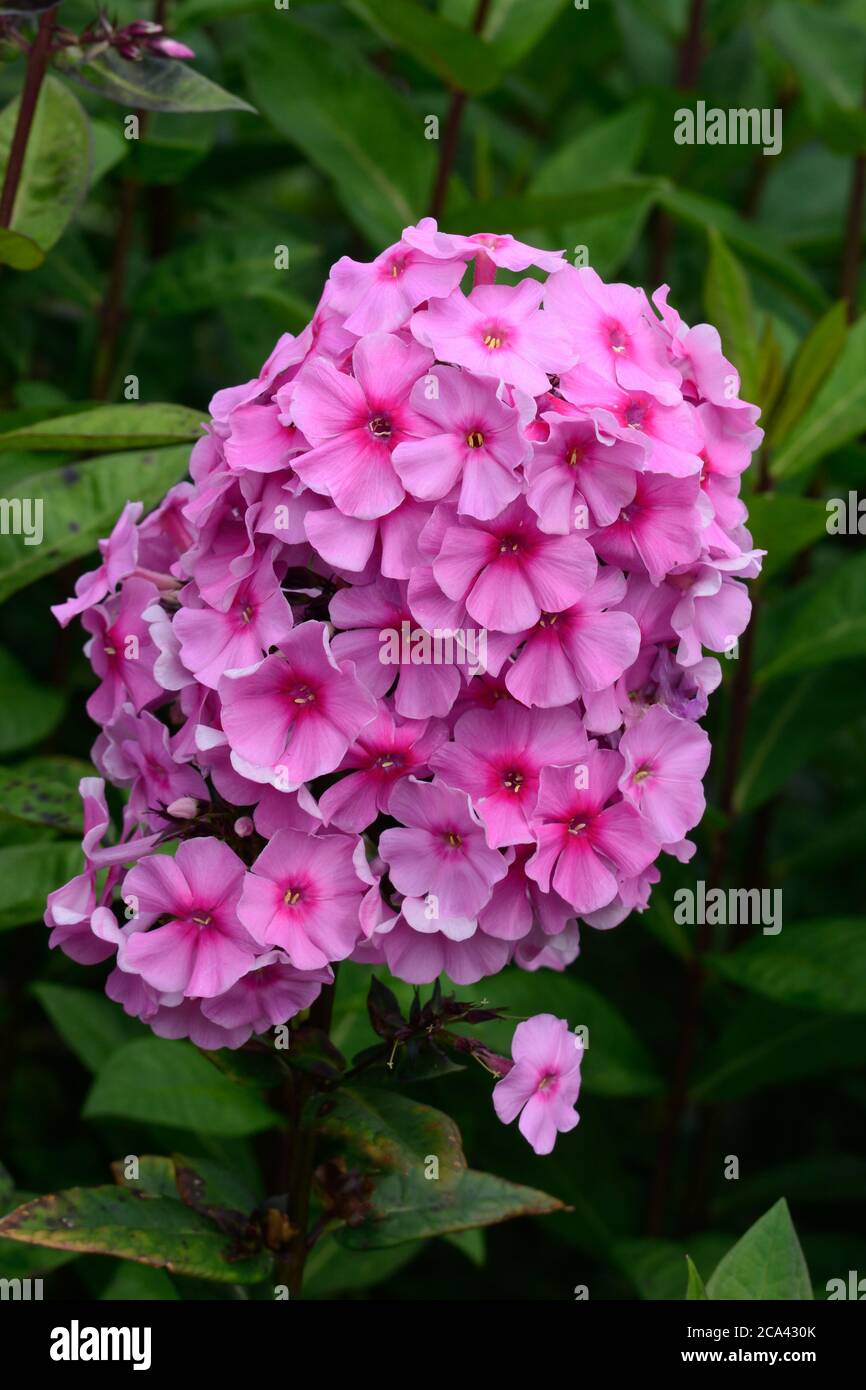 Phlox paniculata Eva Cullum fiori perenni phlox Eva Cullum Foto Stock