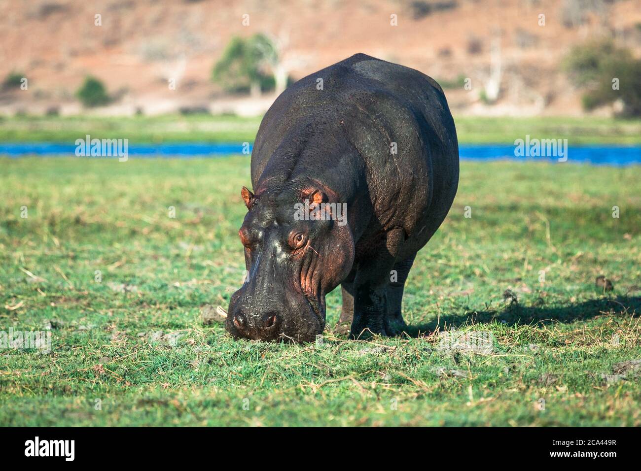 Ippopotamo che pascolano sulla riva del fiume Foto Stock