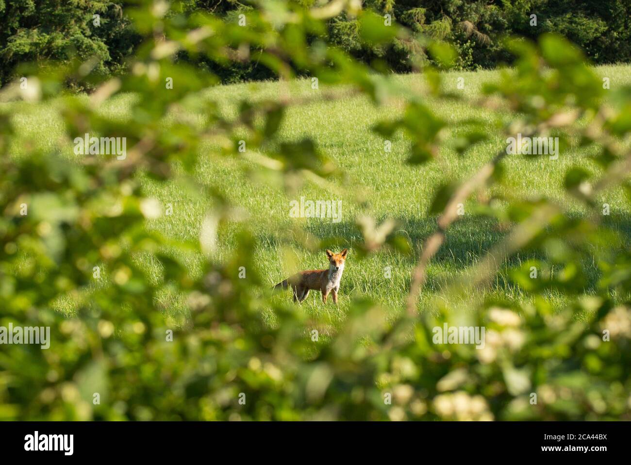 Una volpe rossa, Vulpes vulpes, in un campo vicino a una corsia di campagna nel pomeriggio. Dorset Inghilterra Regno Unito GB Foto Stock