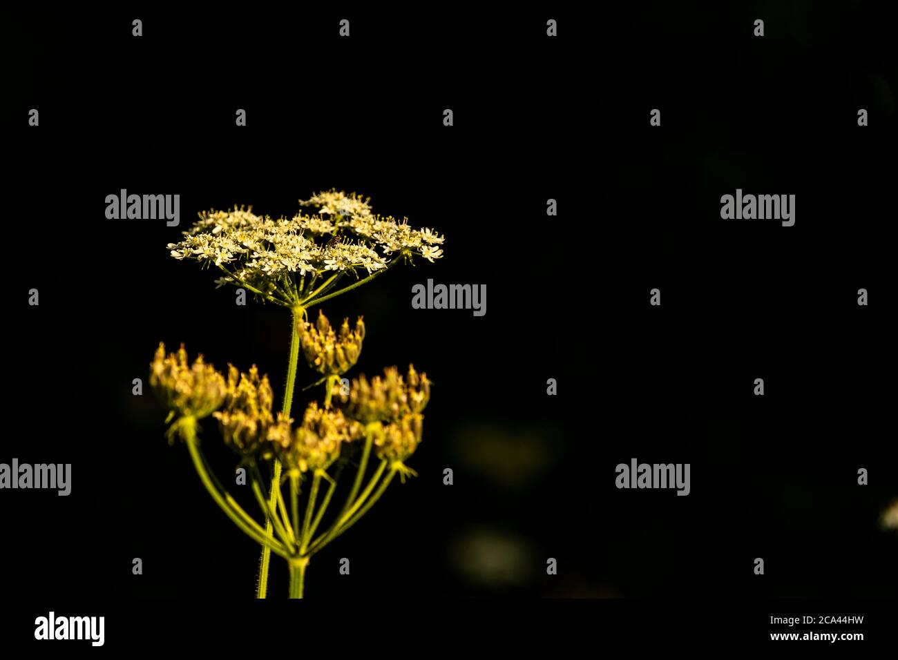 Umbellifer fiore e testa di semi. Heracleum sphondylium - Hogweed. Rose Cottage Garden. Foto Stock