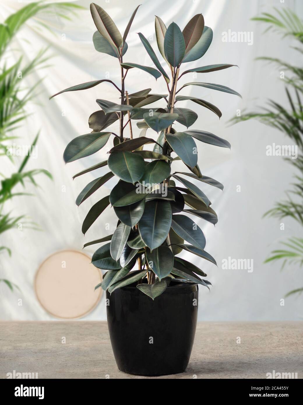 Gomma fico Ficus elastica pianta di gomma in vaso nero Foto Stock
