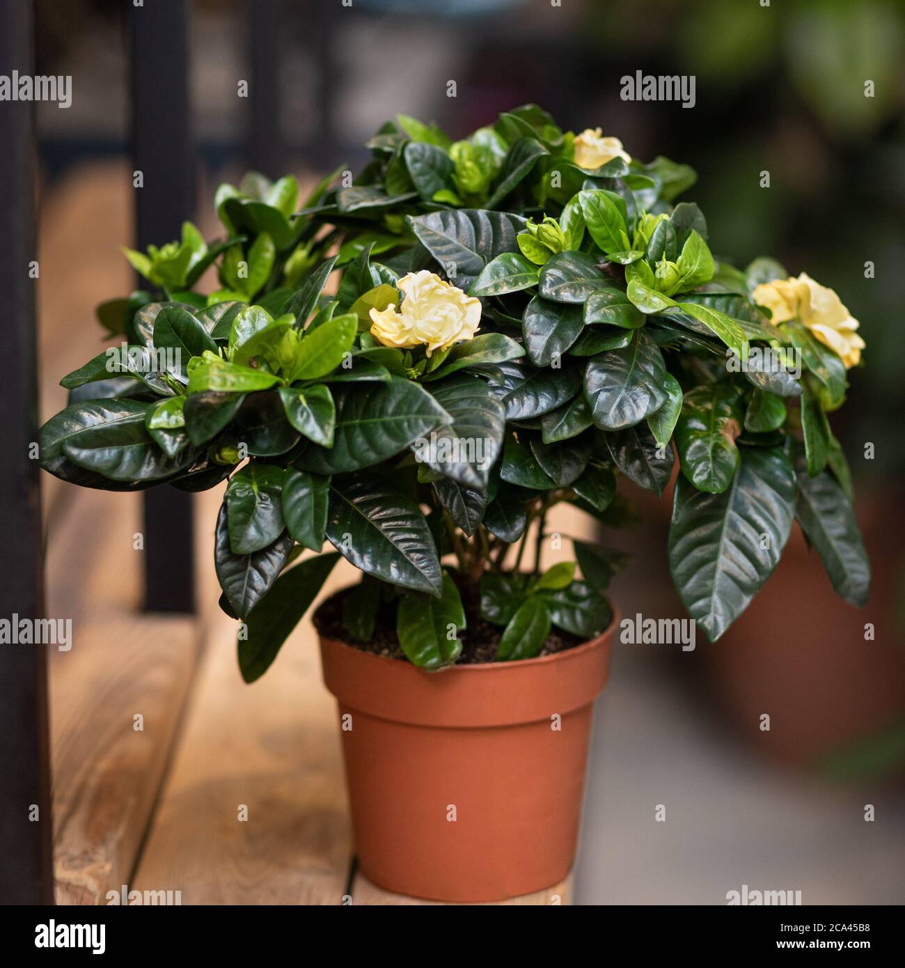 Gardenia pianta con fiore giallo Foto Stock