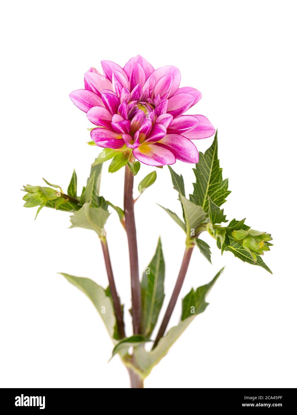 Fiore di Dahlia. Fiore rosa Dahlia con foglie verdi, isolato su sfondo bianco, con tracciato di ritaglio. Foto Stock