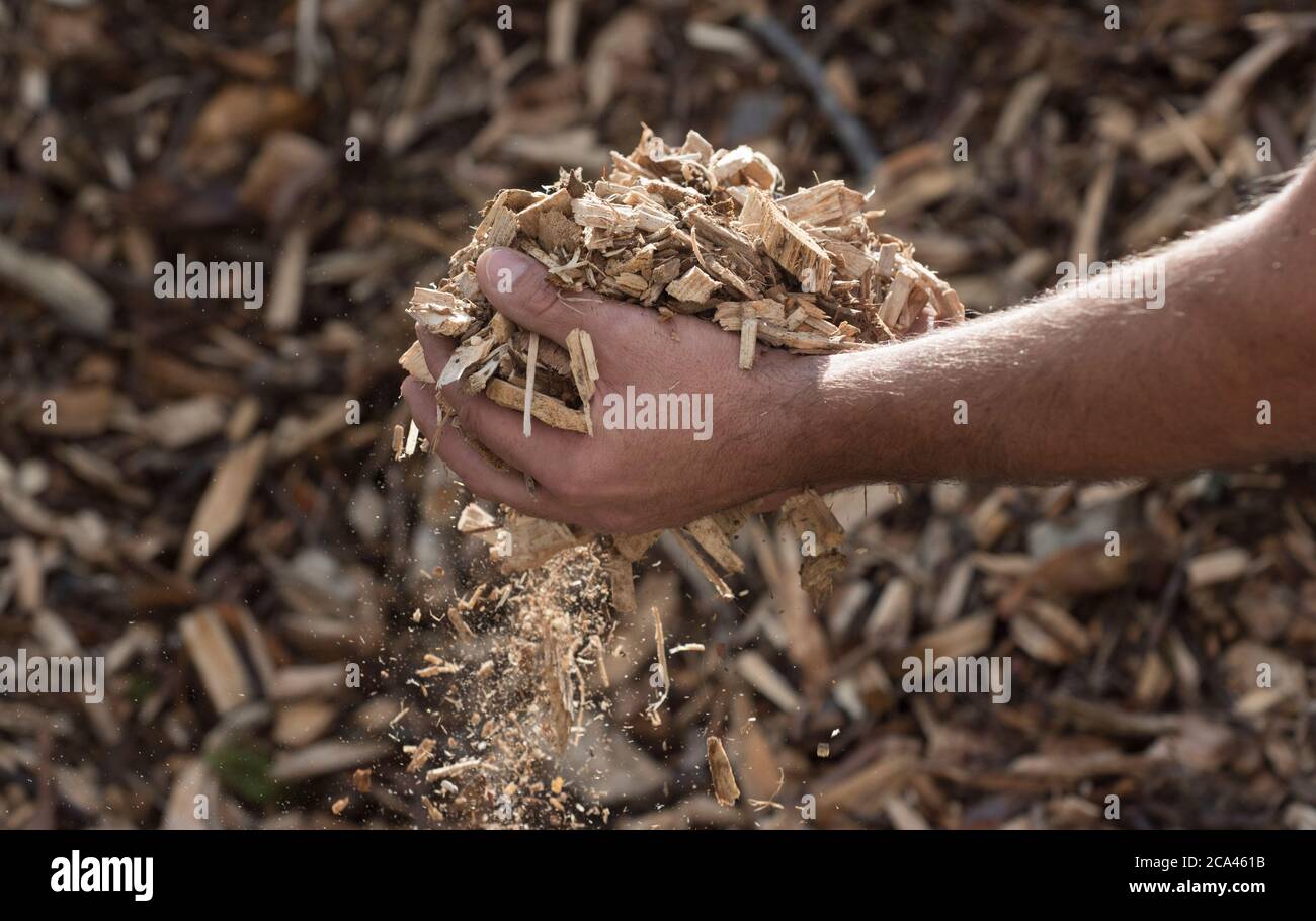 uomo che tiene i trucioli di legno nelle mani, combustibile di riscaldamento a biomassa Foto Stock