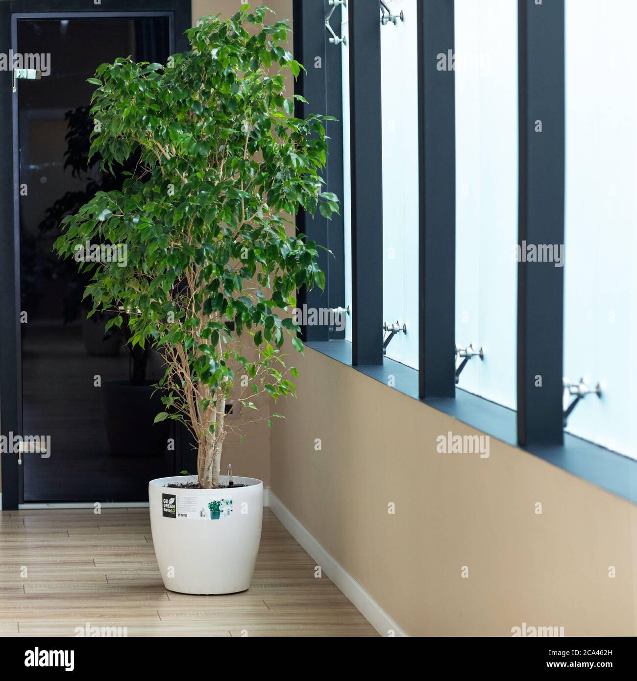 Fico piangente, Ficus benjamina in ufficio Foto Stock