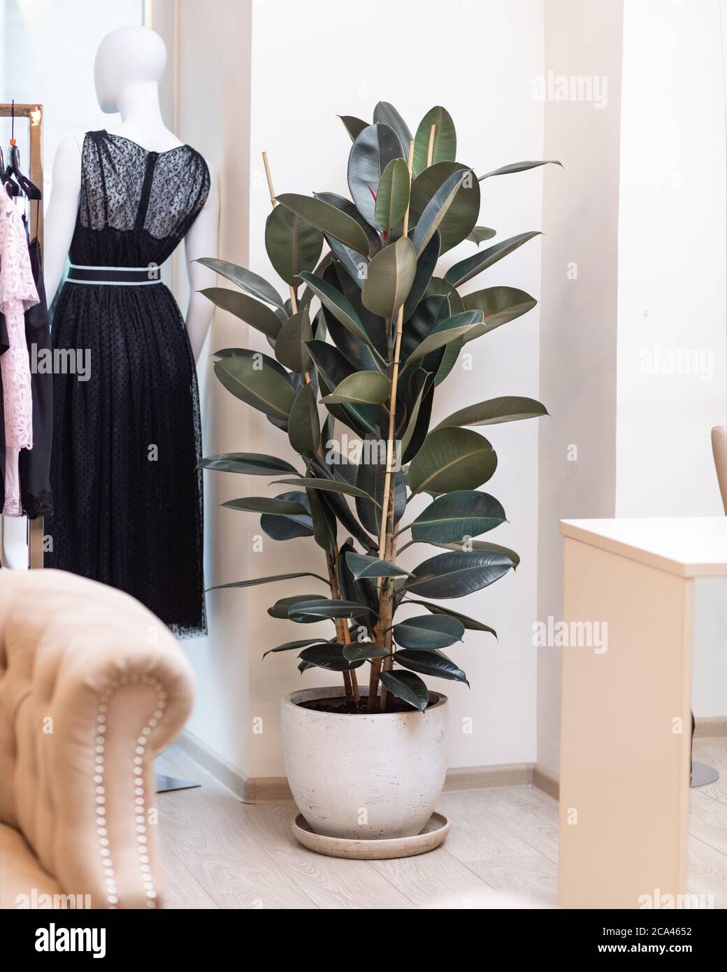 Gomma pianta, gomma fico, Ficus elastica al negozio di stoffe Foto Stock