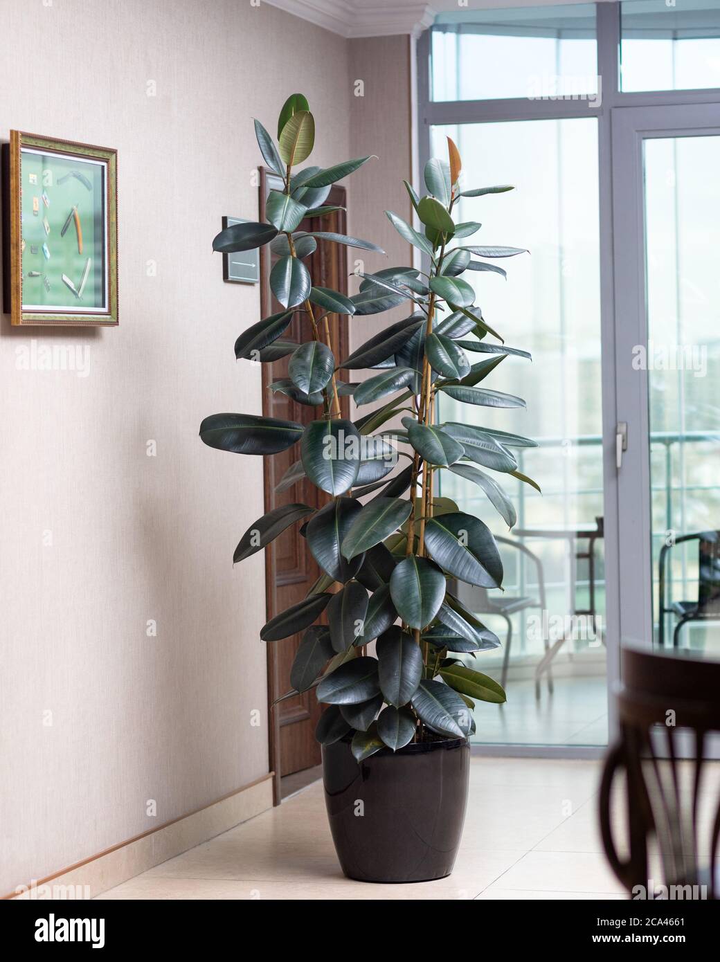 Gomma pianta, gomma fico, Ficus elastica al negozio di stoffe Foto Stock