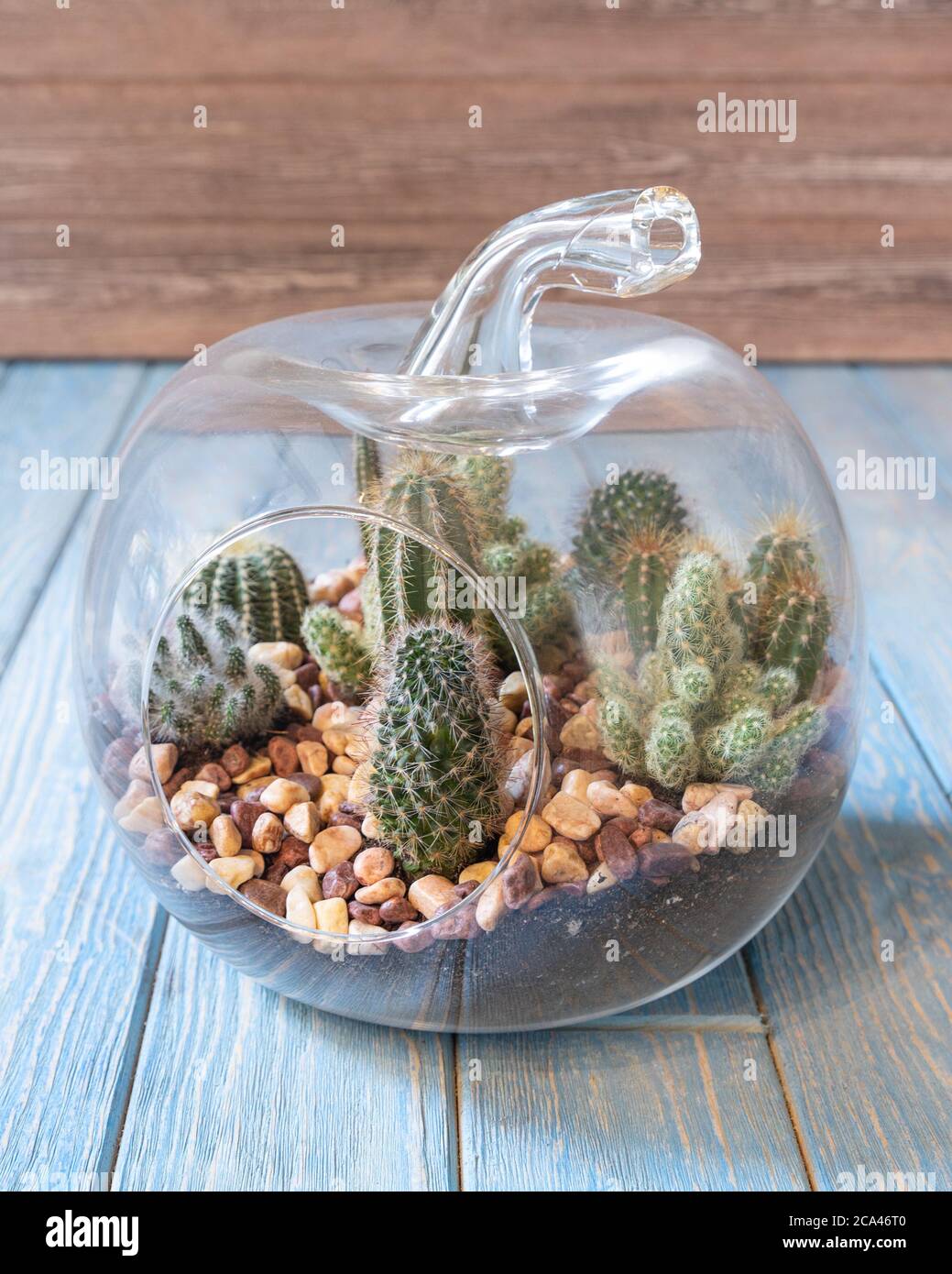 Terrario, sabbia, roccia, succulente, cactus, muschio nel bicchiere Foto  stock - Alamy