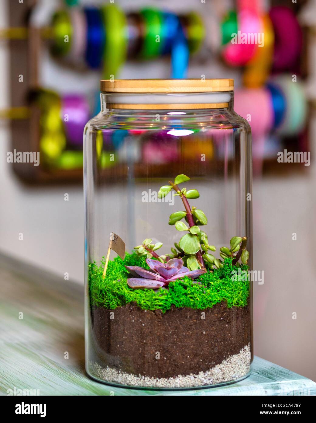 Terrarium pianta in vaso di vetro Foto stock - Alamy