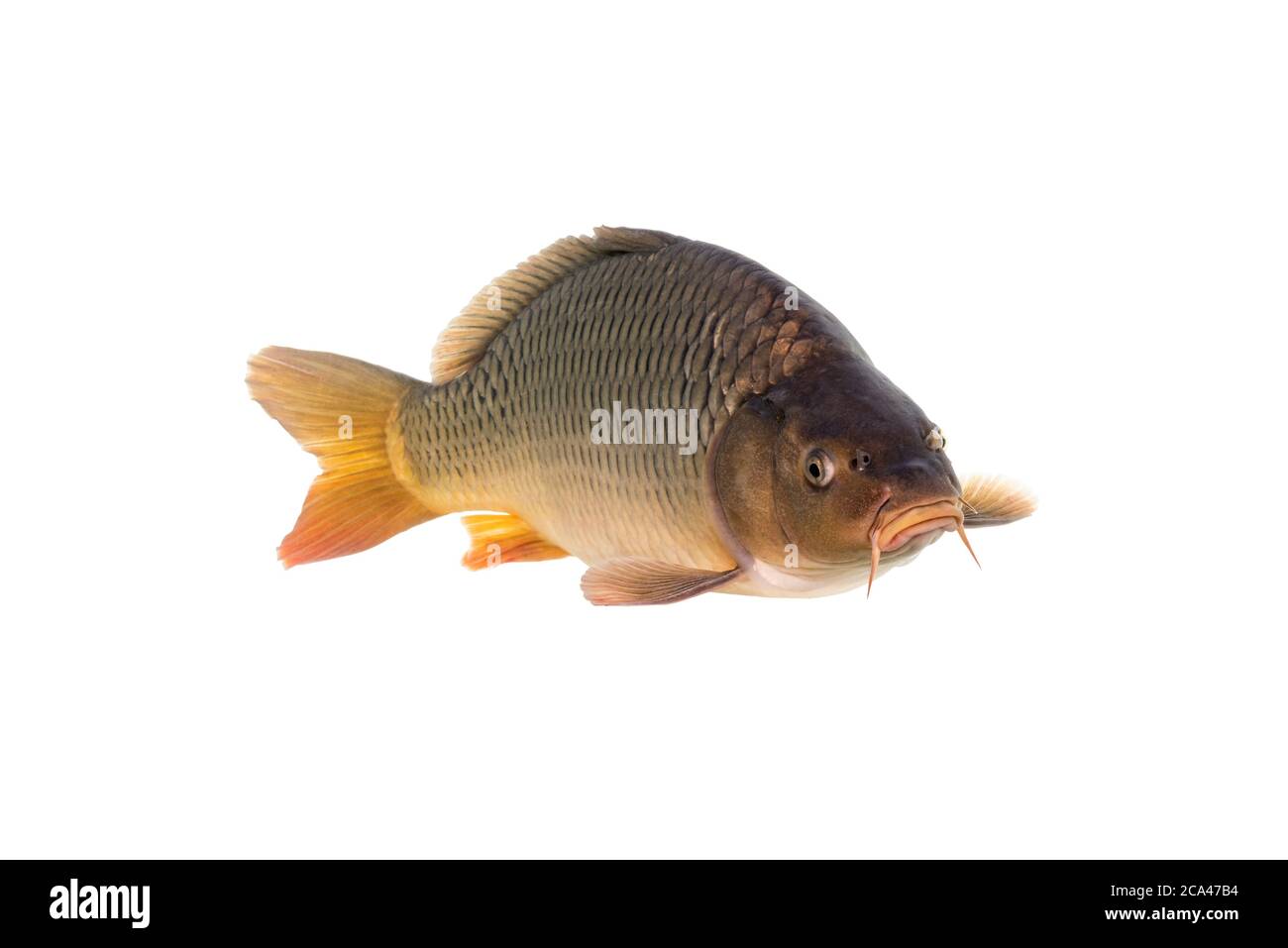 Carpe comune isolato su sfondo bianco. La carpa comune o carpa europea (Cyprinus carpio) è un pesce di acqua dolce. Foto Stock