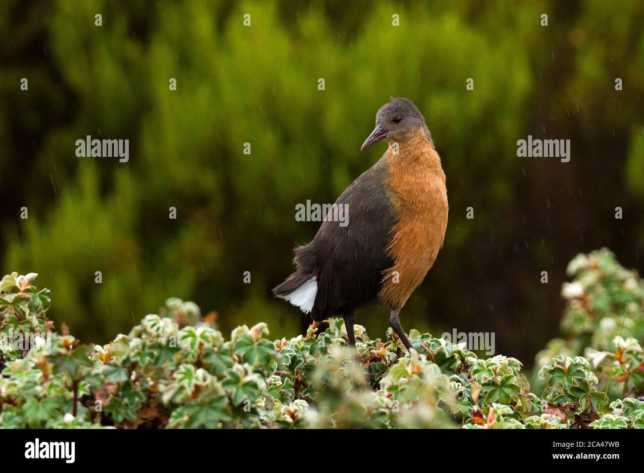 Rouget la rampa (Rougetius rougetii). Questo uccello è endemica in Etiopia. Fotografato a Bale Mountains National Park, Etiopia. Foto Stock