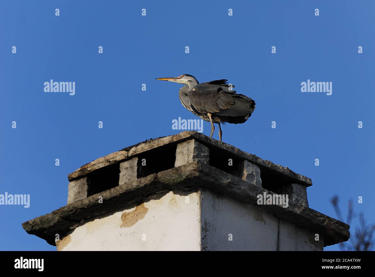 L'airone grigio (Ardea cinerea) è un uccello predatore della famiglia degli airone, Ardeidae. Foto Stock