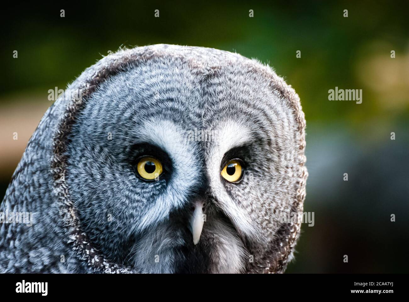 La grande gufo grigio o grande gufo grigio (Strix nebuulosa) è un gufo molto grande. Foto Stock