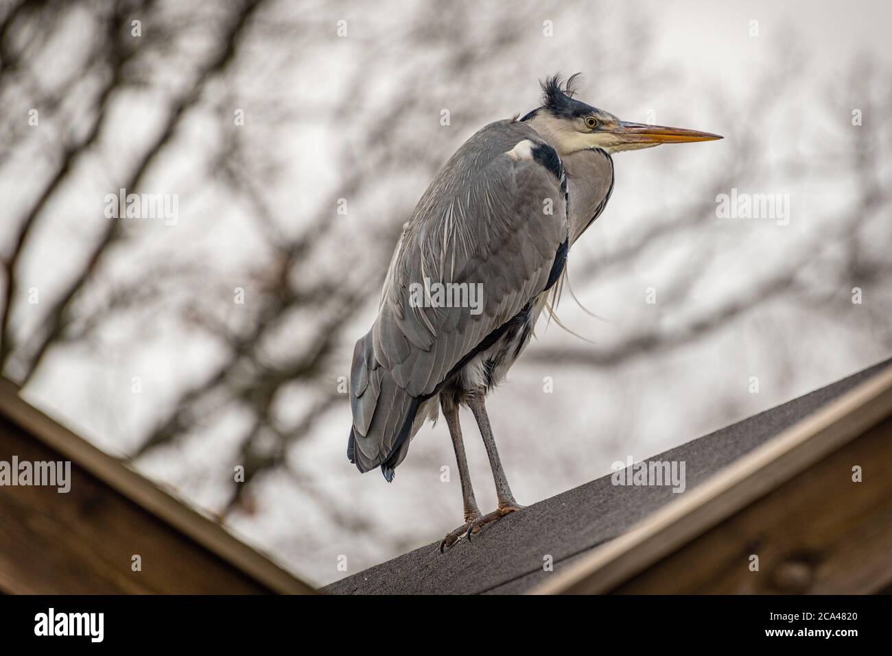 L'airone grigio (Ardea cinerea) è un uccello predatore della famiglia degli airone, Ardeidae. Foto Stock