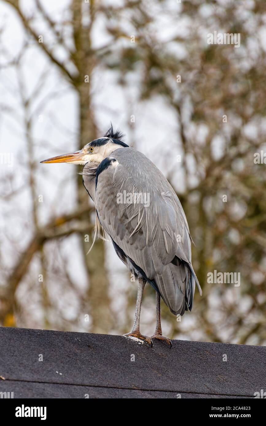 L'airone grigio (Ardea cinerea) è un uccello predatore della famiglia degli airone, Ardeidae. Foto Stock