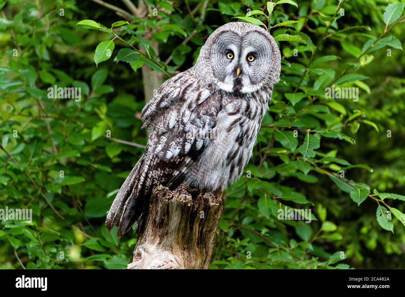 La grande gufo grigio o grande gufo grigio (Strix nebuulosa) è un gufo molto grande. Foto Stock