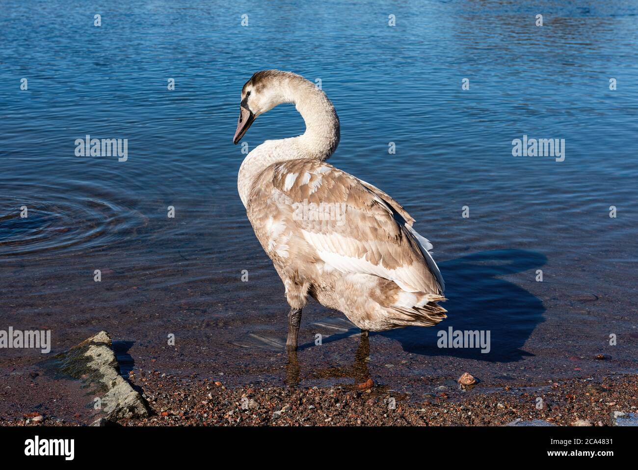 I cigni sono uccelli della famiglia anatidi all'interno del genere Cygnus. Foto Stock