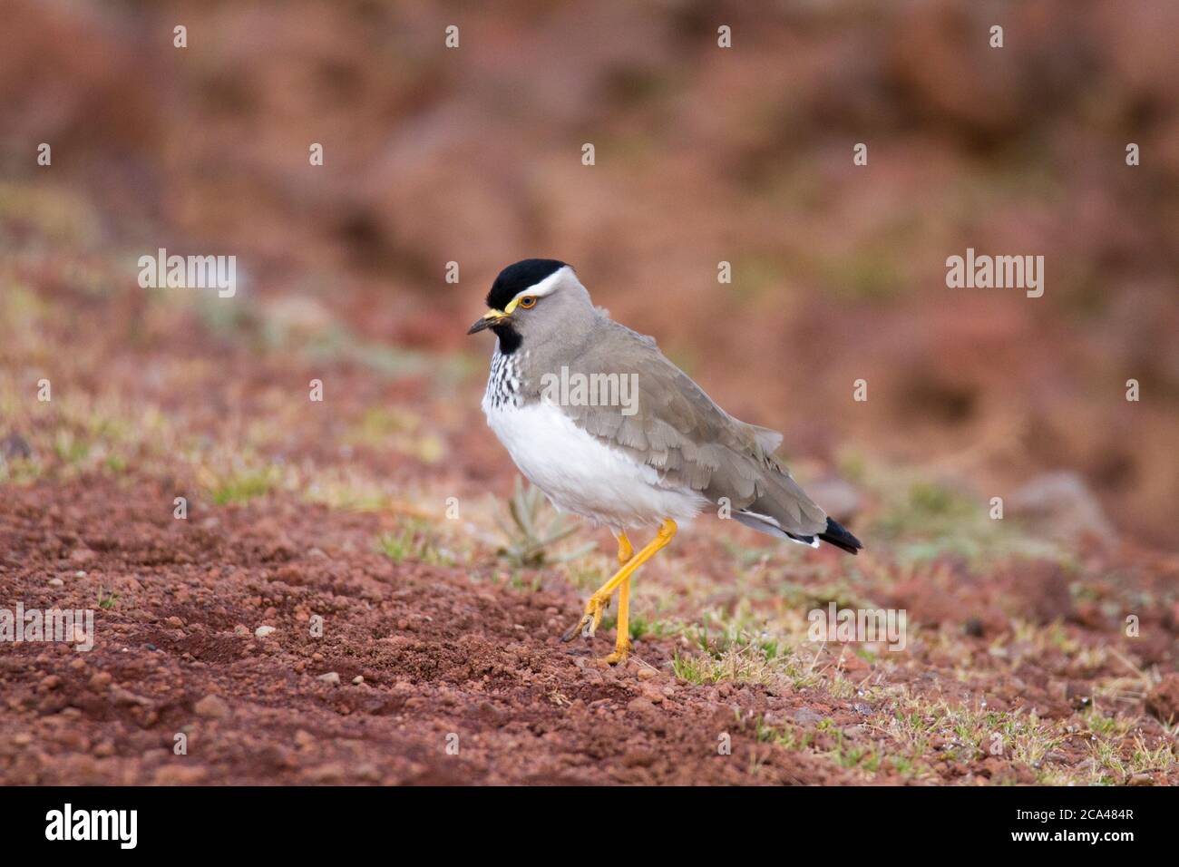 Il lapping macinato (Vanellus melanocephalus) è un uccello della famiglia dei Charadriidae. È endemica degli altopiani etiopi. Foto Foto Stock