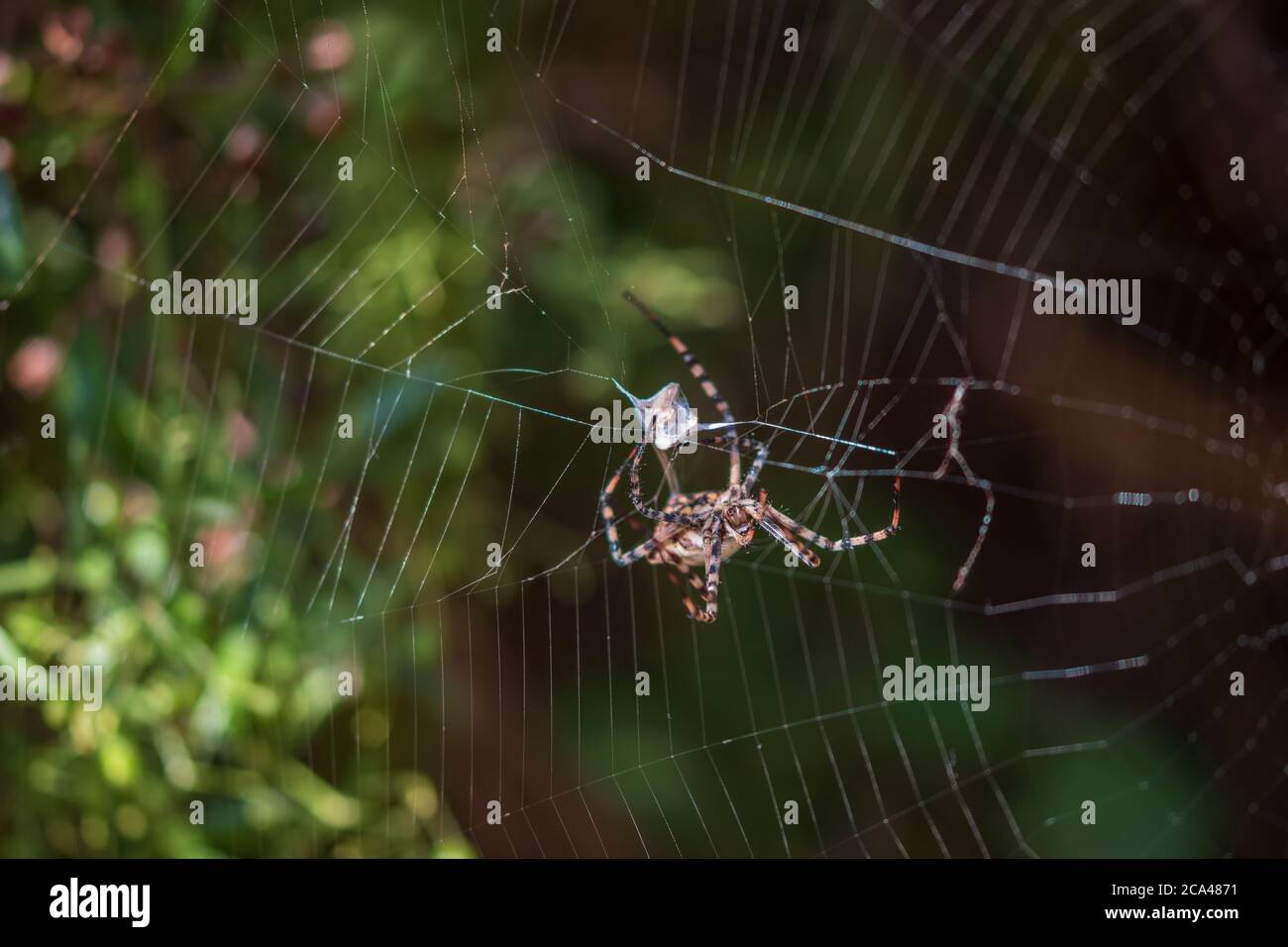 Argiope lobata, ragno di Weaver Orb lobato Foto Stock