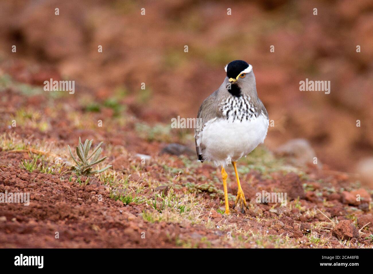 Il lapping macinato (Vanellus melanocephalus) è un uccello della famiglia dei Charadriidae. È endemica degli altopiani etiopi. Foto Foto Stock