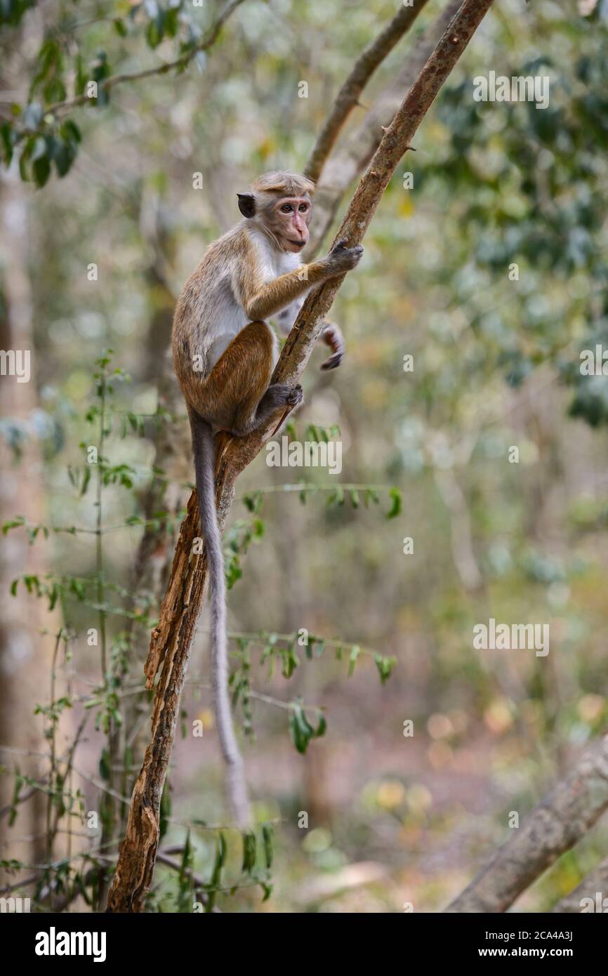 Toque Macaque - Macaca sinica, primate comune dalle foreste asiatiche, Sri Lanka. Foto Stock