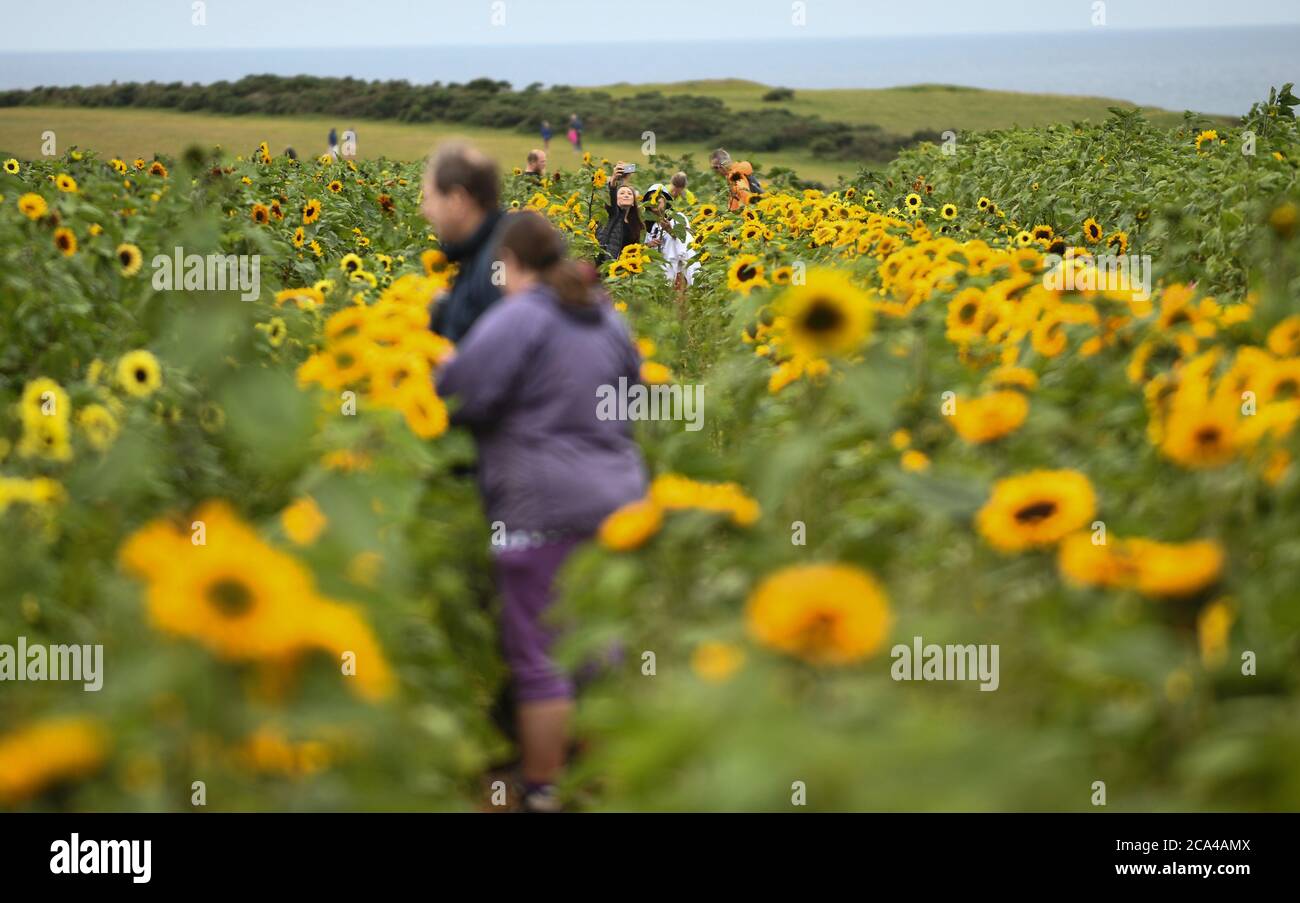 Rhossili, Gower, Galles, Regno Unito. 4 agosto 2020. La gente visita i Girasoli mentre fioriscono ancora una volta in Rhossili, sulla costa del Gower. I campi sono diventati una grande attrazione turistica con i visitatori che inondano la zona per ottenere il selfie tutti importanti con i girasoli, che quest'anno piantato da un agricoltore locale e non il National Trust, che non sono stati in grado di piantare il loro raccolto a causa delle restrizioni Coronavirus. Credito : Robert Melen/Alamy Live News. Foto Stock