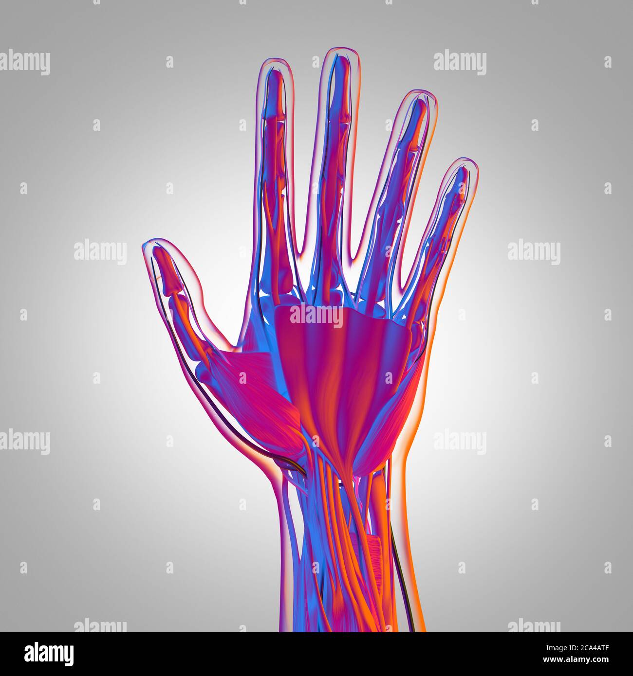 Illustrazione anatomica della mano umana. Illustrazione 3D. Foto Stock