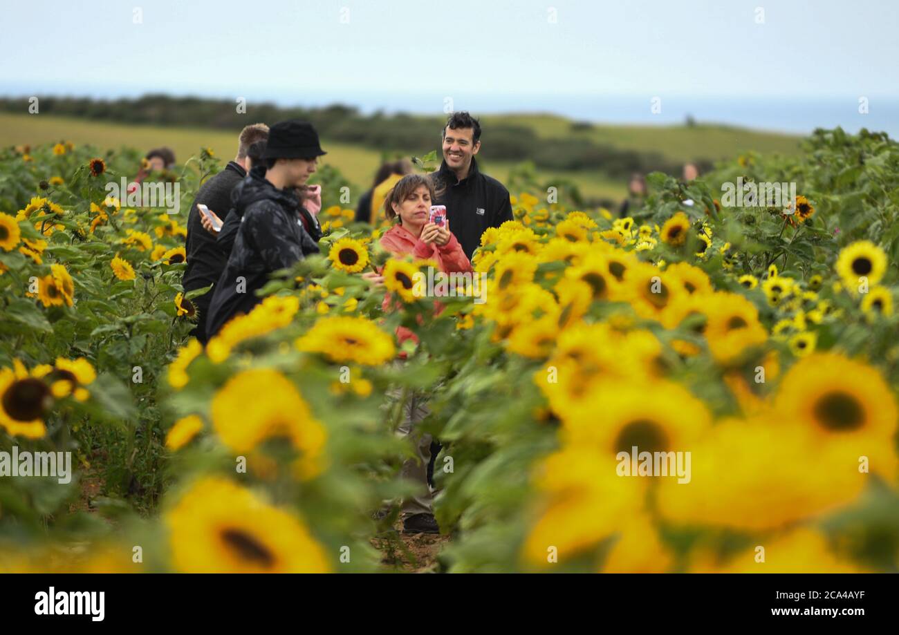 Rhossili, Gower, Galles, Regno Unito. 4 agosto 2020. La gente visita i Girasoli mentre fioriscono ancora una volta in Rhossili, sulla costa del Gower. I campi sono diventati una grande attrazione turistica con i visitatori che inondano la zona per ottenere il selfie tutti importanti con i girasoli, che quest'anno piantato da un agricoltore locale e non il National Trust, che non sono stati in grado di piantare il loro raccolto a causa delle restrizioni Coronavirus. Credito : Robert Melen/Alamy Live News. Foto Stock