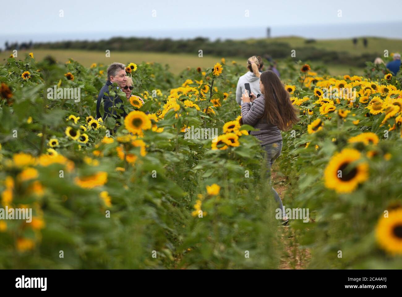 Rhossili, Gower, Galles, Regno Unito. 4 agosto 2020. La gente visita i Girasoli mentre fioriscono ancora una volta in Rhossili, sulla costa del Gower. I campi sono diventati una grande attrazione turistica con i visitatori che inondano la zona per ottenere il selfie tutti importanti con i girasoli, che quest'anno piantato da un agricoltore locale e non il National Trust, che non sono stati in grado di piantare il loro raccolto a causa delle restrizioni Coronavirus. Credito : Robert Melen/Alamy Live News. Foto Stock