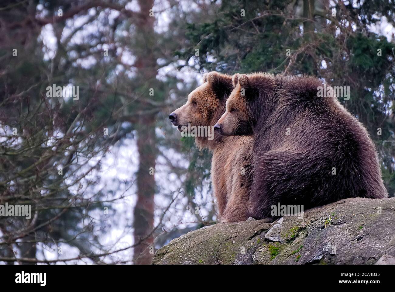 L'orso bruno (Ursus arctos) è una specie di orso che si trova in gran parte dell'Eurasia settentrionale e del Nord America. Foto Stock