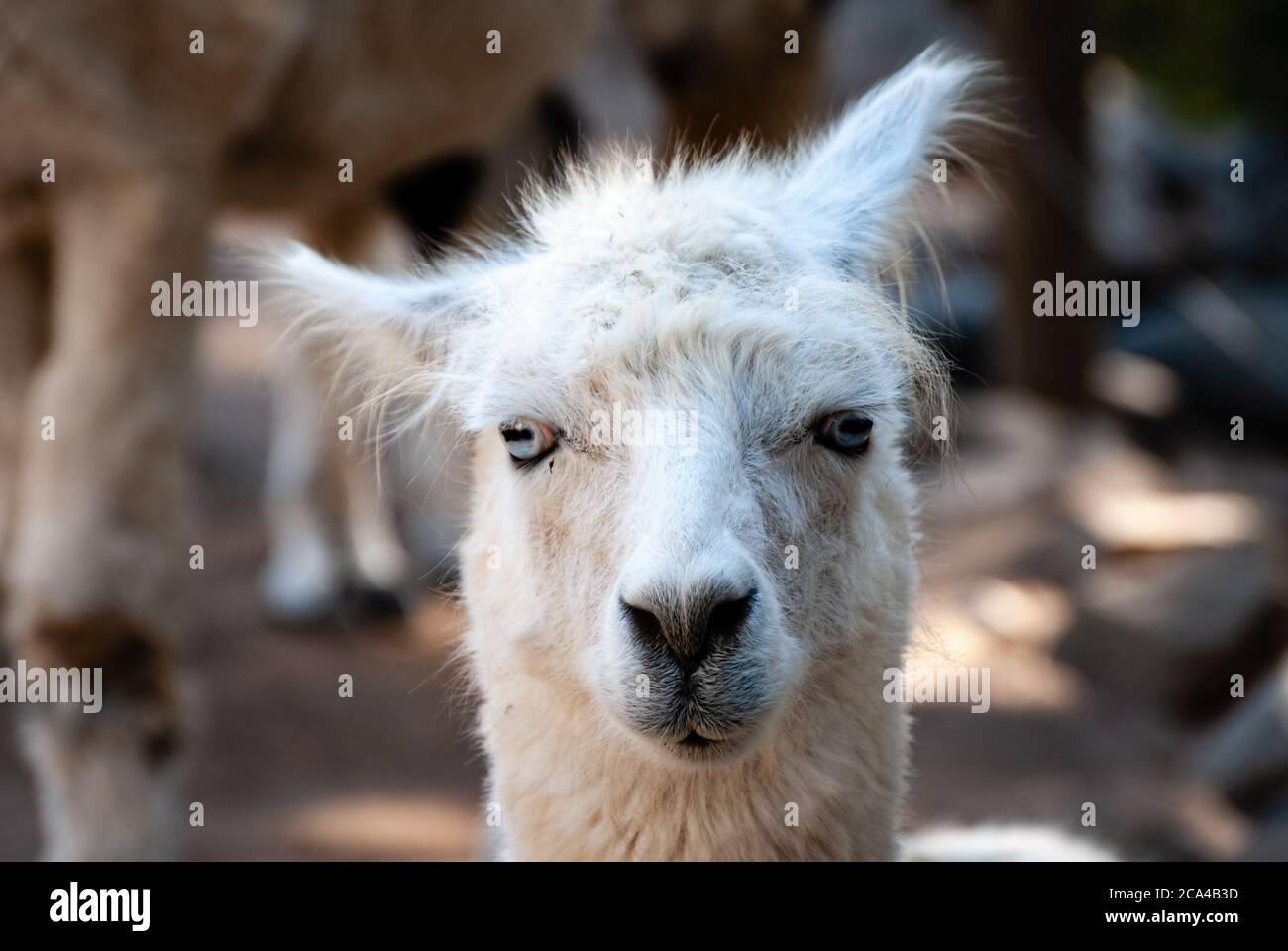 L'alpaca (Vicogna pacos) è una specie di camelide sudamericano discendente dal vicuña. Foto Stock
