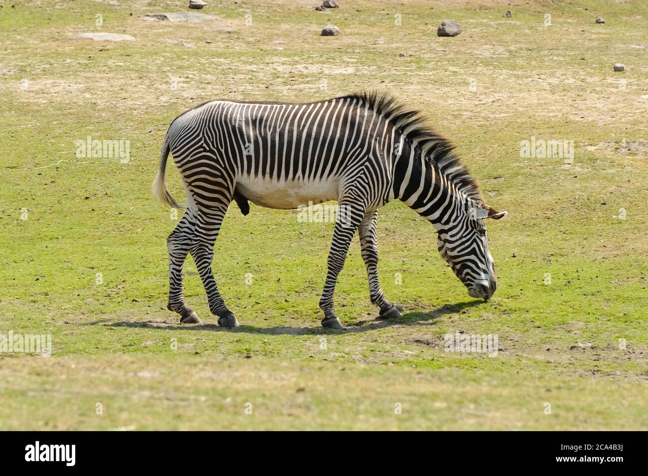Le zebre sono diverse specie di equidi africani (famiglia di cavalli) unite dai loro caratteristici cappotti a strisce nere e bianche. Foto Stock