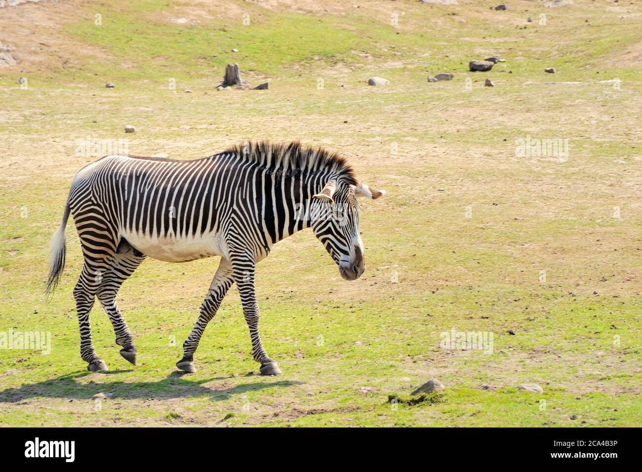 Le zebre sono diverse specie di equidi africani (famiglia di cavalli) unite dai loro caratteristici cappotti a strisce nere e bianche. Foto Stock