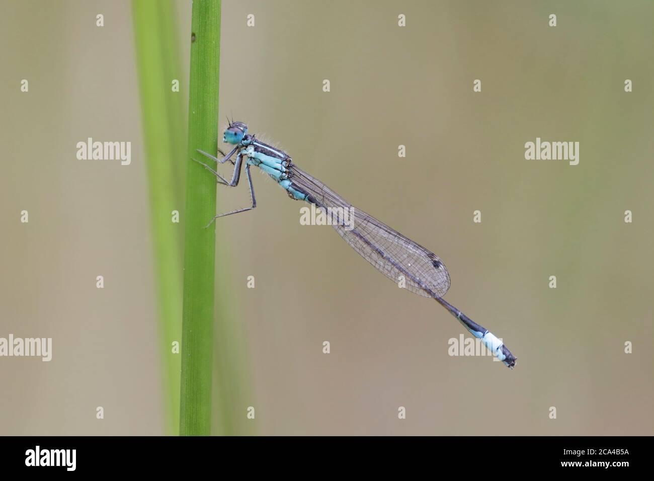 Dasselfly dalla coda blu appollaiato su una canna Foto Stock