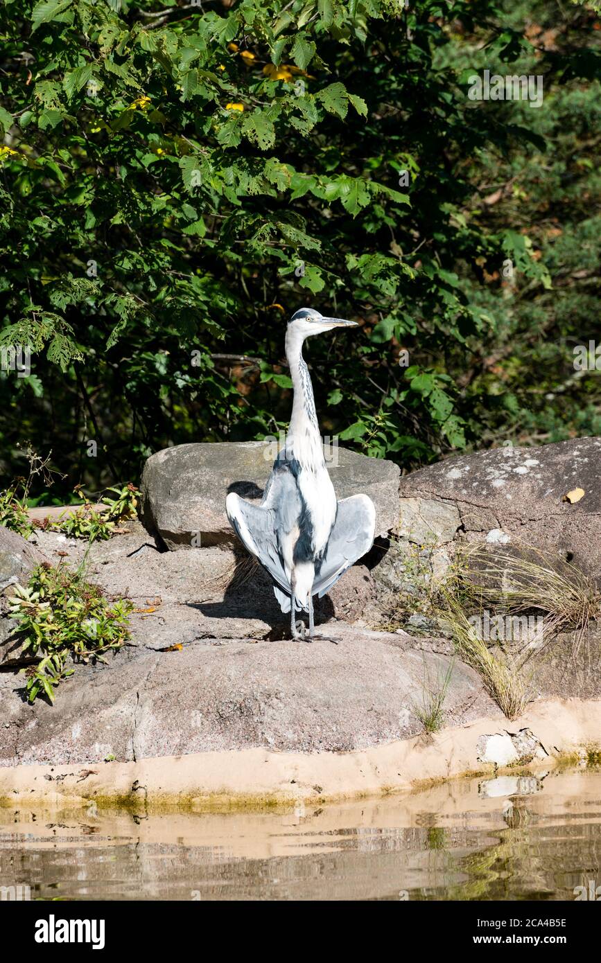 L'airone grigio (Ardea cinerea) è un uccello predatore della famiglia degli airone, Ardeidae. Foto Stock