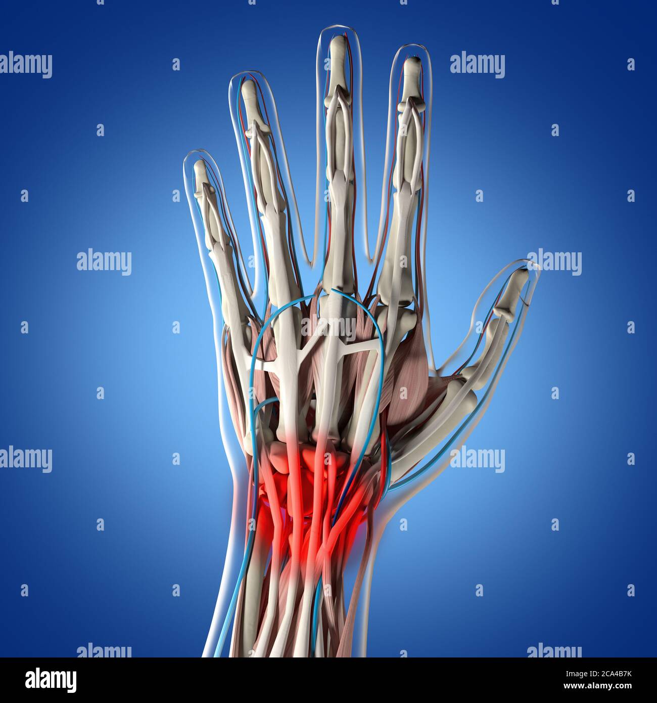 Illustrazione anatomica della mano umana. Illustrazione 3D. Foto Stock