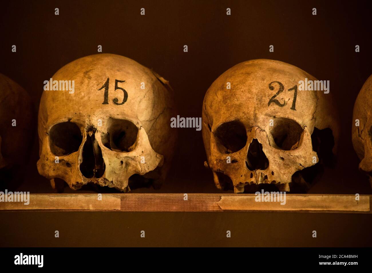 Teschi umani con numeri - cranio di storia Foto Stock