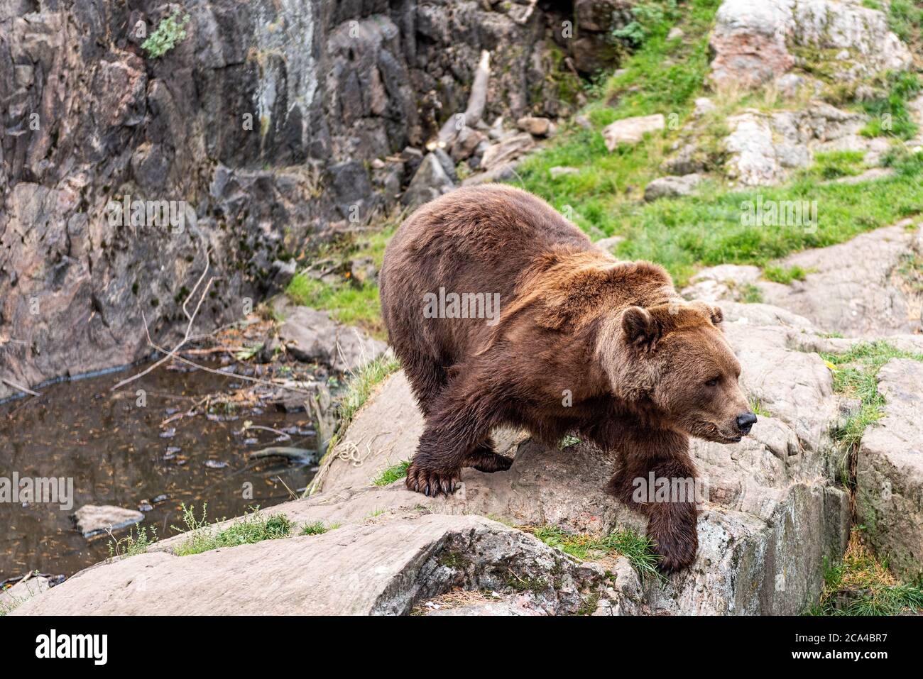 L'orso bruno (Ursus arctos) è una specie di orso che si trova in gran parte dell'Eurasia settentrionale e del Nord America. Foto Stock