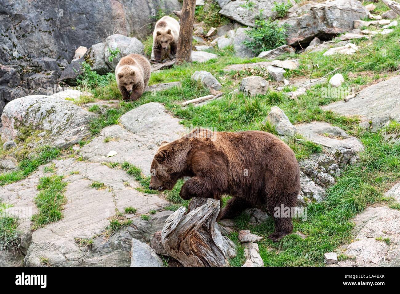 L'orso bruno (Ursus arctos) è una specie di orso che si trova in gran parte dell'Eurasia settentrionale e del Nord America. Foto Stock