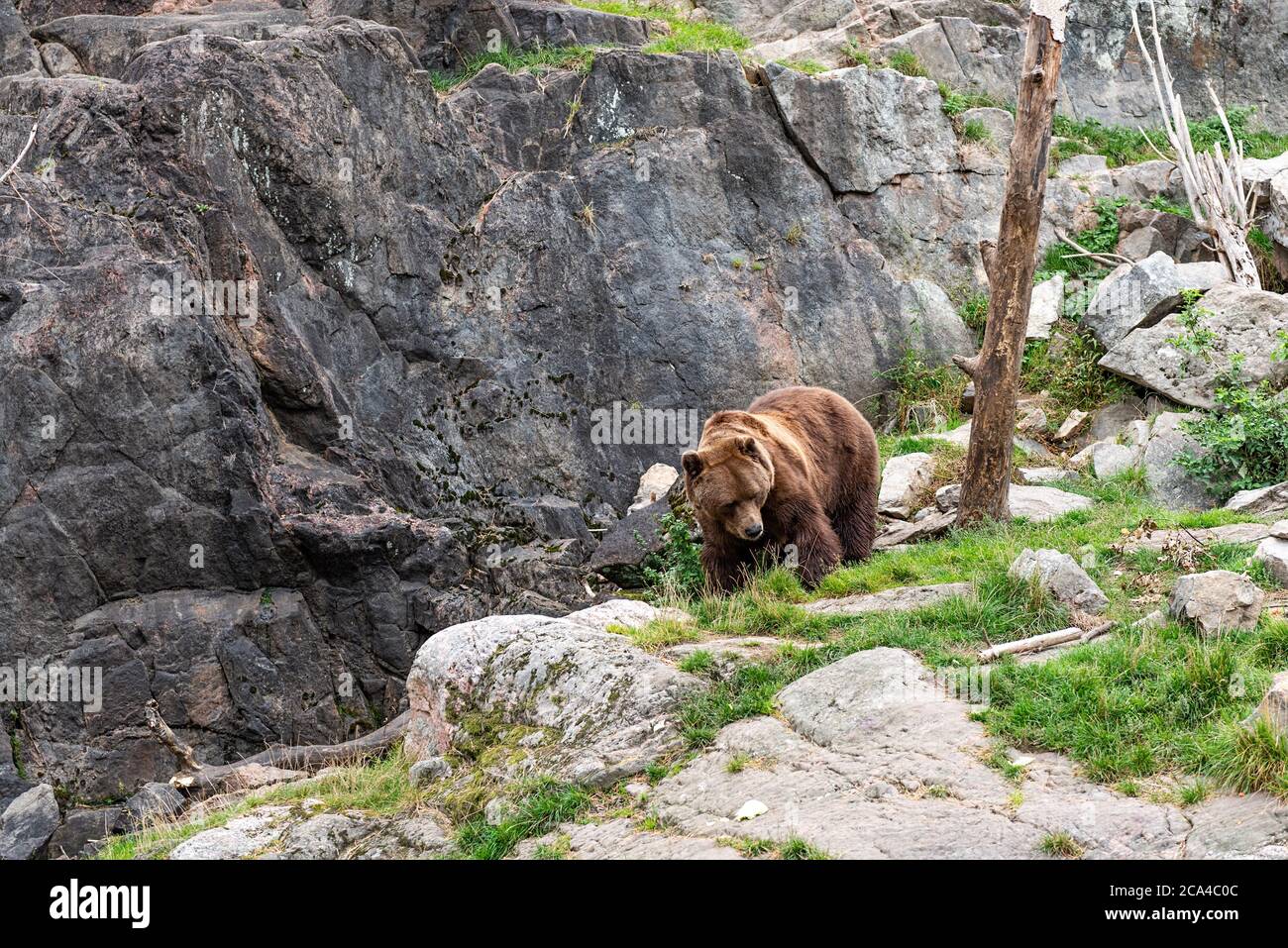 L'orso bruno (Ursus arctos) è una specie di orso che si trova in gran parte dell'Eurasia settentrionale e del Nord America. Foto Stock