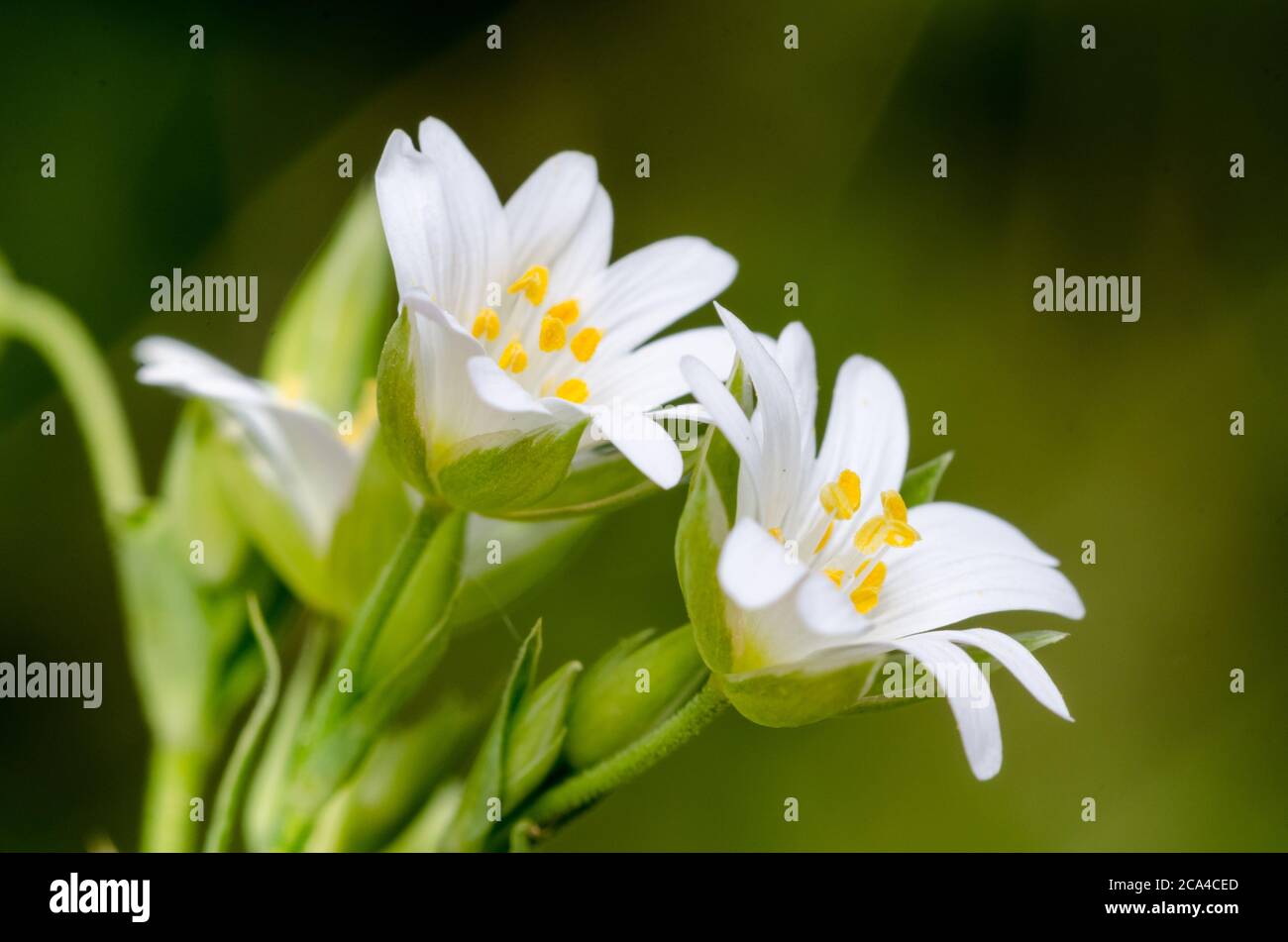 Stellaria graminea fiori, comune startwort, erba-lievitata cucito, primo piano macro in un prato in campagna durante la primavera Foto Stock