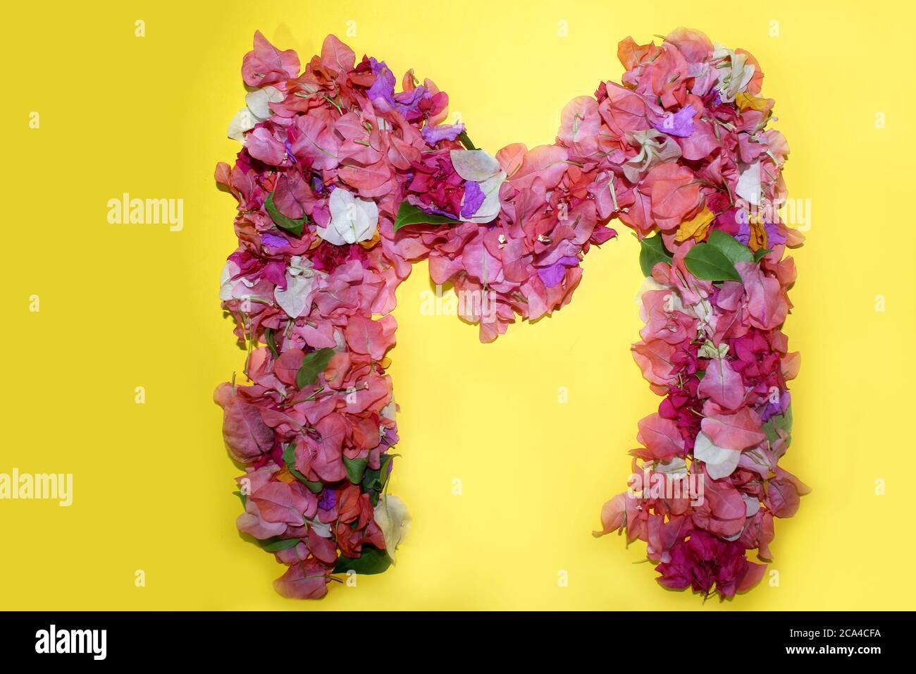 Lettera M alfabeto floreale, fatto di fiori di bougainvillea colorati,  lettere di flora meravigliose per decorazioni primaverili uniche e varie  idee di creazione Foto stock - Alamy