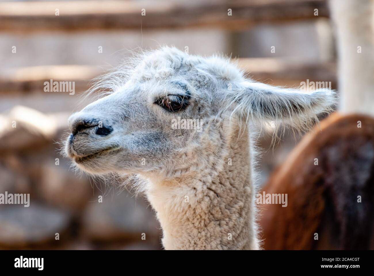 L'alpaca (Vicogna pacos) è una specie di camelide sudamericano discendente dal vicuña. Foto Stock