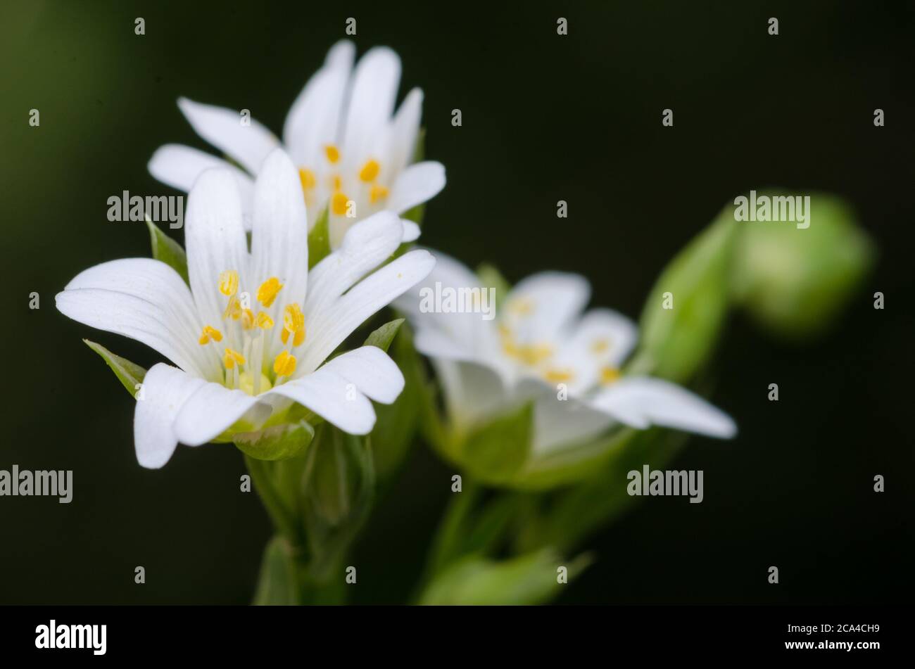 Stellaria graminea fiori, comune startwort, erba-lievitata cucito, primo piano macro in un prato in campagna durante la primavera Foto Stock
