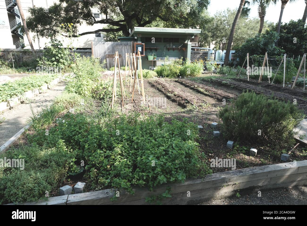 Urban Rain Garden per i volontari per lavorare e avere prodotti, tra cui alcuni che condividono i prodotti liberamente con altri Foto Stock