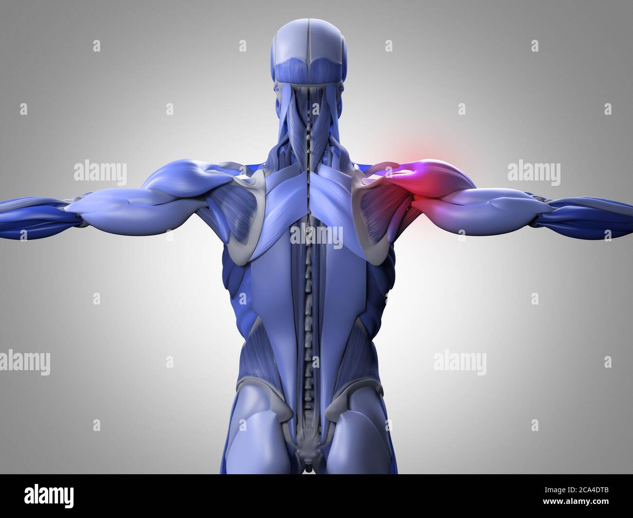 Illustrazione dell'anatomia dei gruppi muscolari posteriori.che mostra il dolore alle spalle. illustrazione 3d. Foto Stock