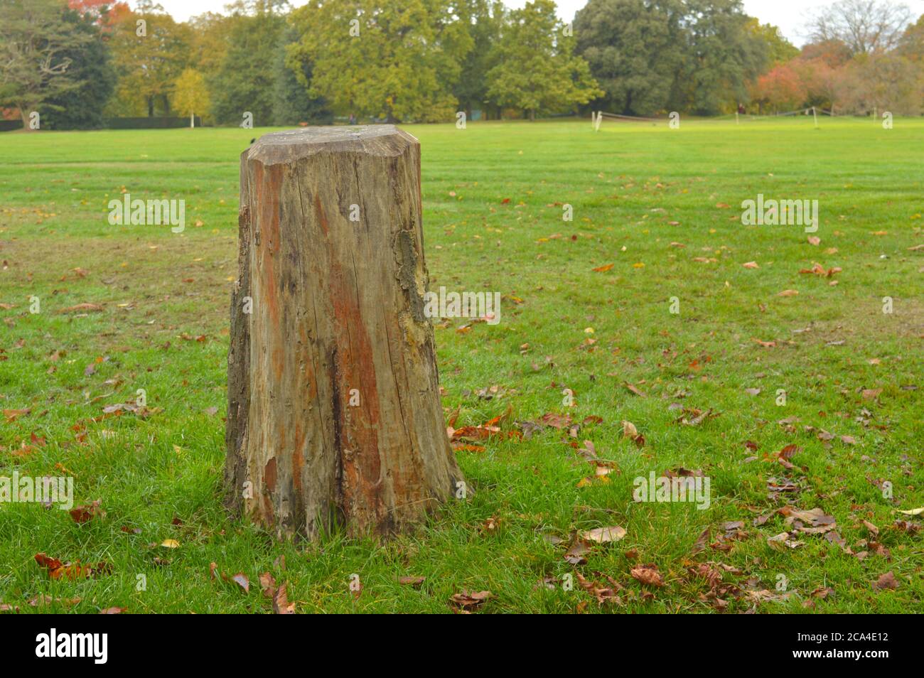 l'albero morto si trova in un parco con spazio per il testo su un lato Foto Stock l'albero morto si trova in un parco con spazio per il testo su un lato Foto Stock