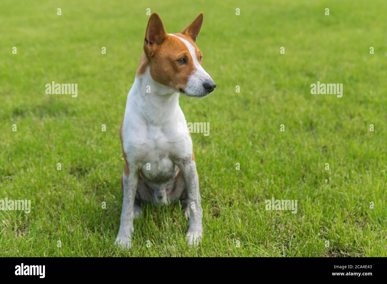 ritratto completo di un cane basenji maturo sporco seduto su un prato fresco dopo essere stato eseguito in luoghi sporchi Foto Stock