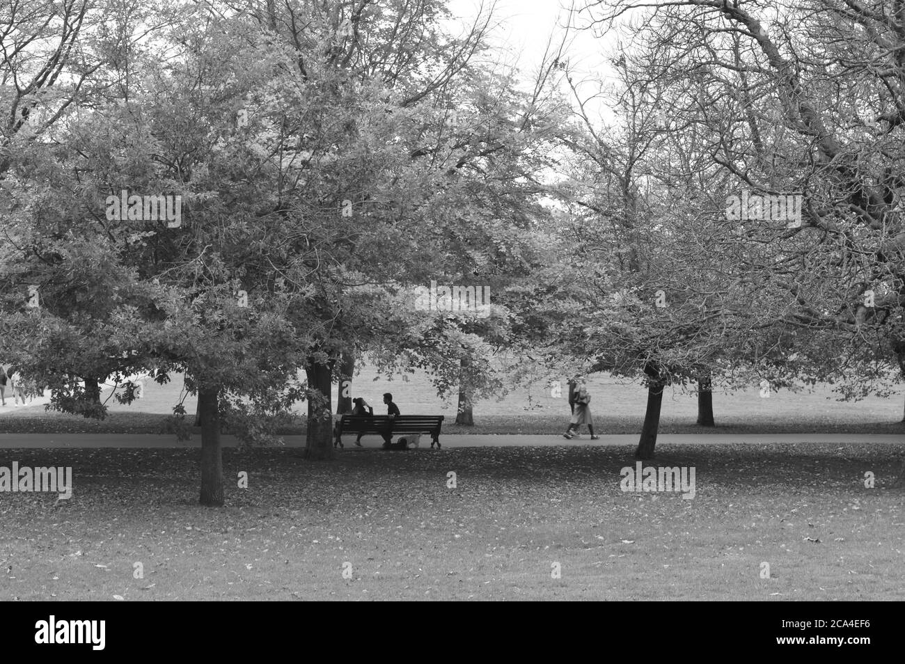due persone sedute su una panchina sotto un albero con foglie gialle e marroni cadute Foto Stock